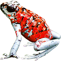 Splashback Koi Frog